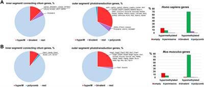 The Potential Role of Epigenetic Mechanisms in the Development of Retinitis Pigmentosa and Related Photoreceptor Dystrophies